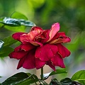 rosa centifolia 2022.44 rt