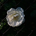 rosa centifolia 2022.48_rt.jpg