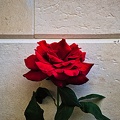 rosa centifolia 2022.50_rt.jpg