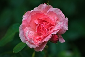 rosa centifolia 2022.51 rt
