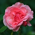 rosa centifolia 2022.51_rt.jpg