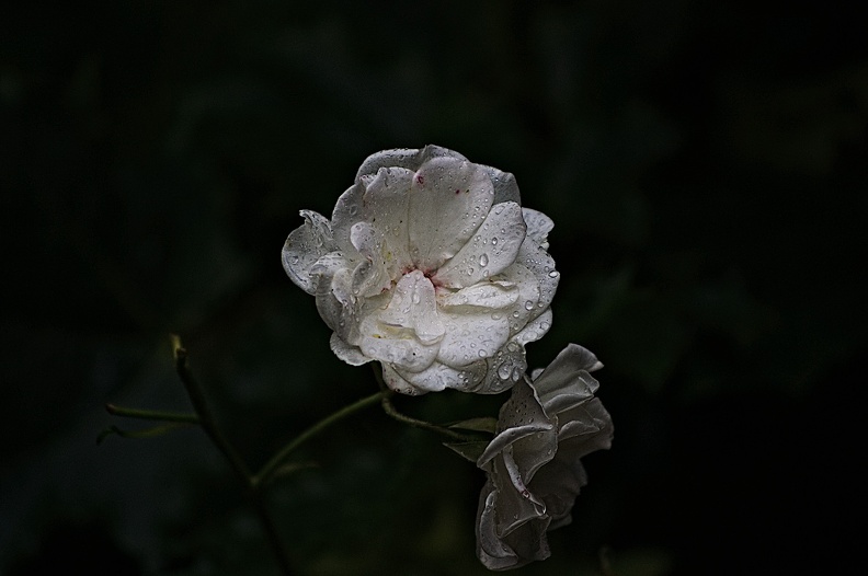 rosa centifolia 2022.54_rt.jpg