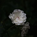 rosa centifolia 2022.54_rt.jpg