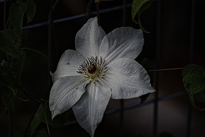 clematis 2022.06 rt