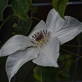 clematis 2022.07 rt