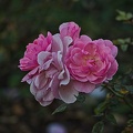 rosa centifolia 2022.56_rt.jpg