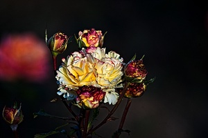 rosa centifolia 2022.58 rt