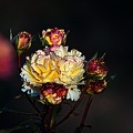 rosa centifolia 2022.58_rt.jpg
