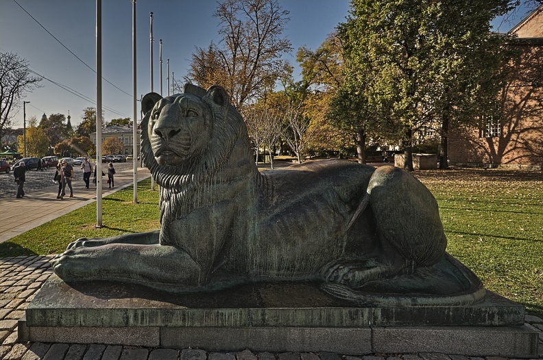 lion 2022.03_rt.jpg