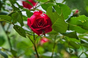 rosa centifolia 2020.17 rt