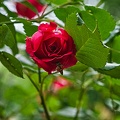 rosa centifolia 2020.17 rt
