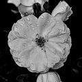 rosa centifolia 2020.13_rt_bw.jpg