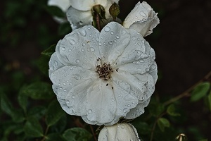 rosa centifolia 2020.13 rt