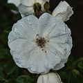 rosa centifolia 2020.13 rt