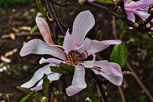 magnolia.2010.002 rt