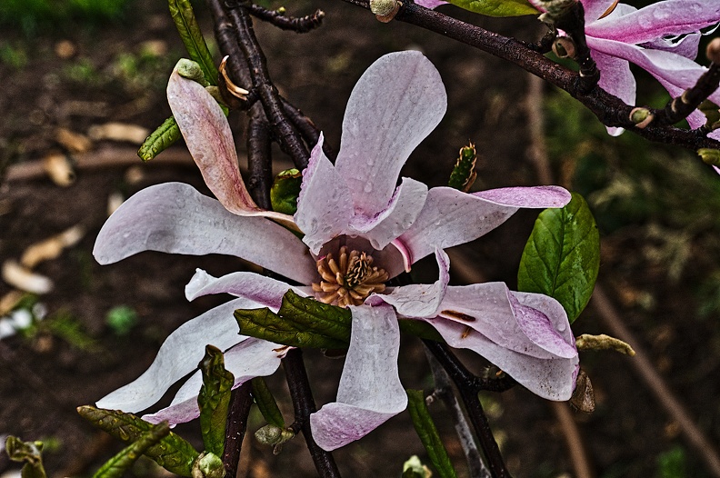 magnolia.2010.002_rt.jpg