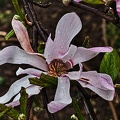 magnolia.2010.002 rt
