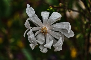 magnolia.2010.001 rt
