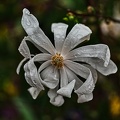 magnolia.2010.001 rt