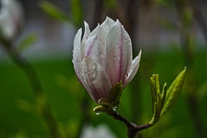 magnolia.2010.003 rt