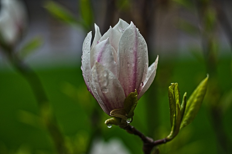 magnolia.2010.003_rt.jpg