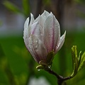 magnolia.2010.003 rt