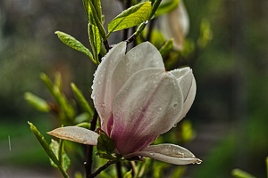 magnolia.2010.004 rt