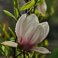 magnolia.2010.004 rt