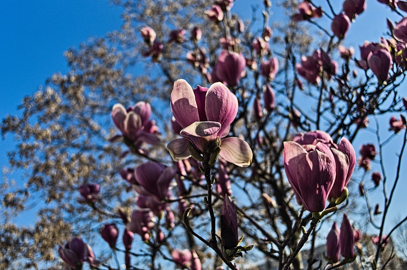 magnolia 2023.06_rt.jpg