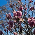 magnolia 2023.06 rt