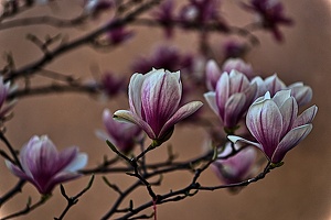 magnolia 2023.07 rt