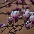 magnolia 2023.07_rt.jpg