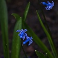hyacinthus 2023.02 rt