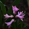 hyacinthus 2023.03 rt