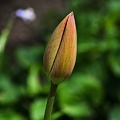la tulipe 2023.01_rt.jpg