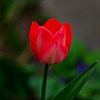 la tulipe 2023.02 rt