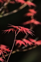 red leaves 2023.05 rt