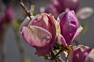 magnolia 2023.22 rt
