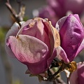 magnolia 2023.22_rt.jpg