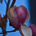 magnolia 2023.26_rt.jpg