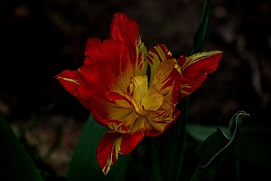 la tulipe 2023.27 rt