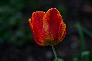 la tulipe 2023.36 rt