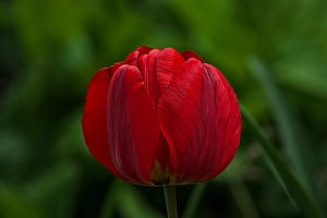 la tulipe 2023.41 rt