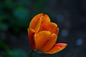 la tulipe 2023.44 rt
