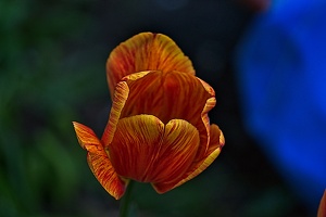 la tulipe 2023.45 rt