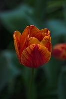 la tulipe 2023.46 rt