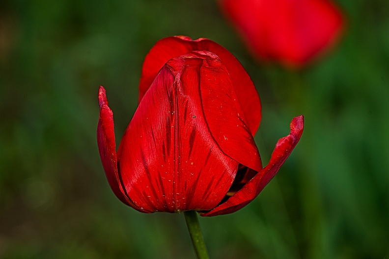 la tulipe 2023.56_rt.jpg
