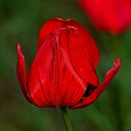 la tulipe 2023.56 rt