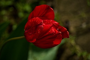 la tulipe 2023.62 rt