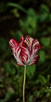la tulipe 2023.64 rt